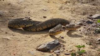 Puff Adder Male Combat