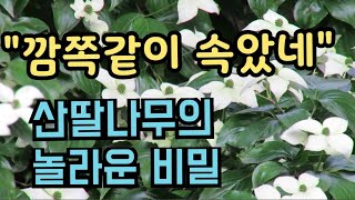 산딸나무꽃의 비밀. 예수님 못박힌 나무? 꽃이 꽃이 아니다?