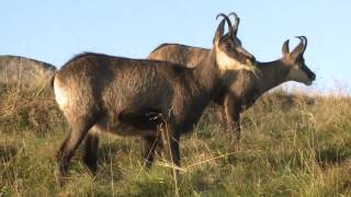 LES CHAMOIS DANS LES VOSGES A 1400 M D'ALTITUDE images BERNARD PASTUSIAK