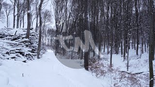 Snowy Forest 5 Panning Shot | FREE #NoCopyright 4k #StockFootage