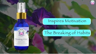 Morning Glory Master Flower Essence for Motivating you to Break habits