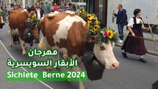 مهرجان الأبقار السويسرية # Sichlete 2024