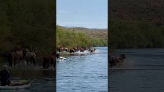 Wild Horses on the move #horsevideo #wildanimals #majestichorses #wildlife #viral #naturesounds