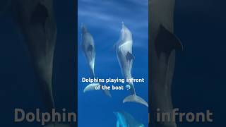 Dolphins at Play: A La Gomera Experience