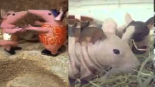 Bald guinea pigs resemble The Clangers & are a huge responsibility