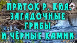 Хабаровск. Приток р. Кия. Загадочные-грибы и чёрные камни