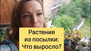 Суккуленты почтой - что выросло