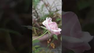 Pink roses@Nature_e2v #naturelovers #plantislove #flowers #garden #natureplants #subcribemychannel