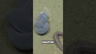 Hagfish Interested Facts #hagfish #fish #nature #shorts