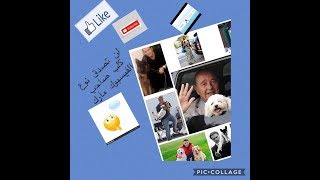 كلاب المشاهير الجزء 1