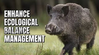 【Camojojo】What strategies can be employed to curb the proliferation of wild boars effectively?