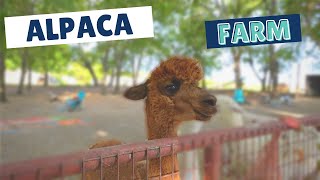 First Time Seeing Alpaca | Did you know they spit?