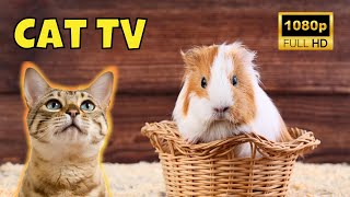 Cat TV: Videos for Cats 😺 8 Hours of Guinea Pigs 🐹 Ep. 8