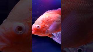 Albino Blood Red Oscar #fish #aquarium #fishtank #fishkeepinghobby #diy #diyaquariumfilter #shorts