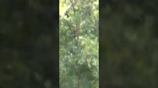 Natureza maravilhosa . Macacos passeiam proximo as criatório. Quem gostou compartilha