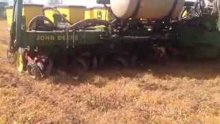 Direct seeding corn on cover crop