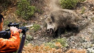 2022 İlk Domuz Avı Wildboar Hunting