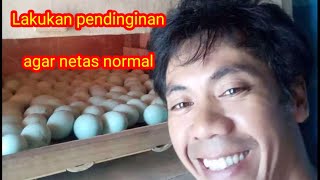 Pendinginan usia tua agar netas normal#video short