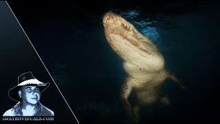 Alligators Underwater At Night Footage 01