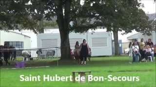 Lubo - Spectacle de la St Hubert