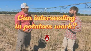 Ag Water Quality Research: Interseeding in Potatoes with Dr. Masarik