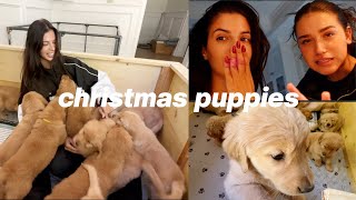 Christmas puppies & productive cleaning my house VLOGMAS!