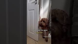 Dog follows mum