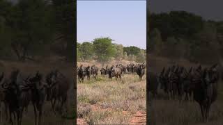 Herd of wildebeest #wildlife