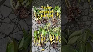 Promo anggrek Jamrud / Dendrobium macrophylum