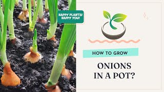 🍀🧅 Gardening 101: How to Grow Onions in a Pot for Beginners