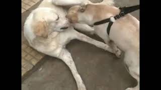 Labrador vs desi dog.(Motilal mistari)