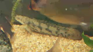 First Bichir collection