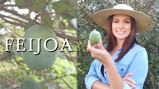 FEIJOA | Madame das Frutas