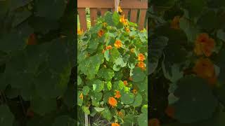 Nasturtium big plant | Encourages bee 🐝 population and good insects #food