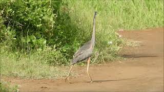 purple heron