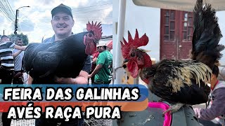 VEJA A MAIOR FEIRA DAS GALINHAS ARAPIRACA-AL #nordeste COM BASTANTE AVÉS RARAS NO PREÇO #sertanejo