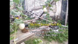 Melon Sweet Net F2 | Cara Menanam Melon di Galon