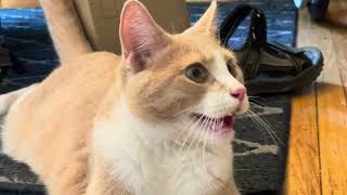 Panting Orange Cat