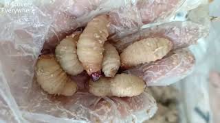 Raise 26-Day-Old Coconut Worms   - Worms and Insect Farm