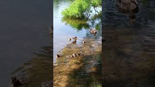 #ducks #animal