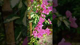 ফুলের মেলা | নার্সারি #shortsvideo #nature #naturephotography