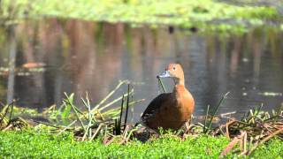 Fulvous Whistling Duck