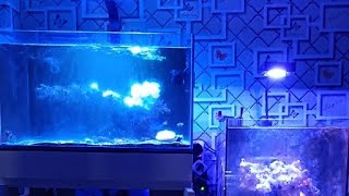 REEF TANK UPDATE: DITINGGAL BENTAR KOK? WAKTUNYA PAKAI INI‼️