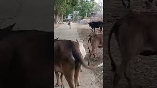 Cow Baby Playing Short Video #shorts