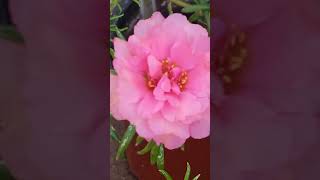 pretty pink flowers and spring... how well they go together 😊 #spring #flowers