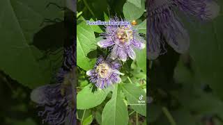 Such a weirdly beautiful forb. #passifloraincarnata #passionflower #nativeplants