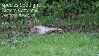 Species Spotlight: Eastern Cottontail