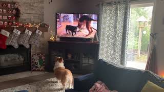 Corgi Samoyed mix Reacts to TV for Dogs!