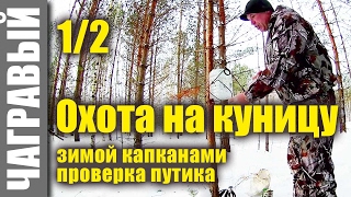 Охота на куницу капканами 15 фев 2017 | будни охотника