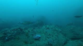 Dive Guernsey - Pleimont Ledge - 7-21